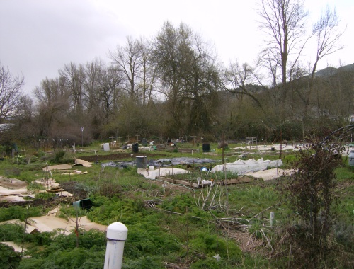 The whole garden from the northeast corner