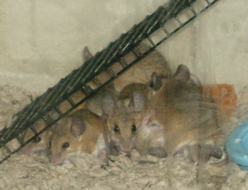 Mice huddled under their ladder