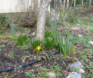 Daffodils begin to fill the bed under the medlar