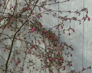 Bright pink blossoms against the pale yellow house