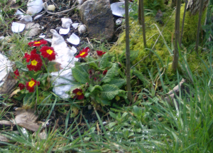 dark red primroses in the grass next to the base of the lilac