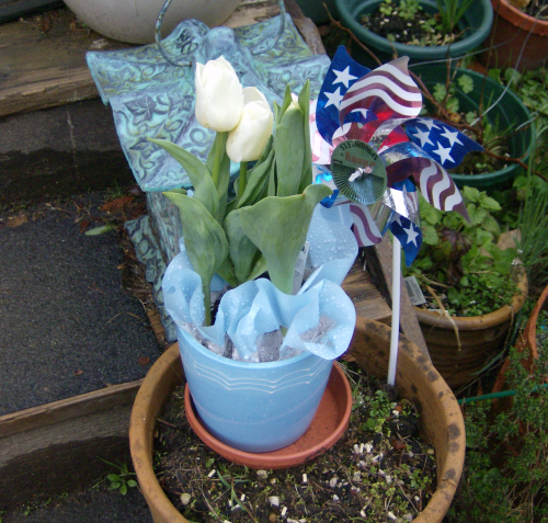 white tulips in a blue planter, a bright spot in my garden on a gray day