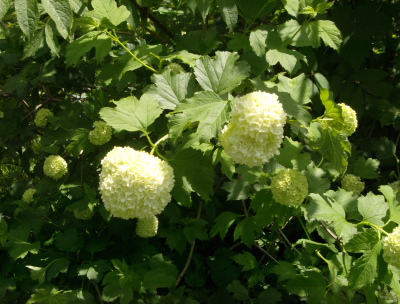 a snowball in may