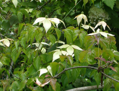 They look like little butterflies resting on the branches