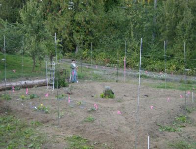 Tying flagging to the bird netting