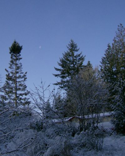 the moon between the trees at 9 in the morning