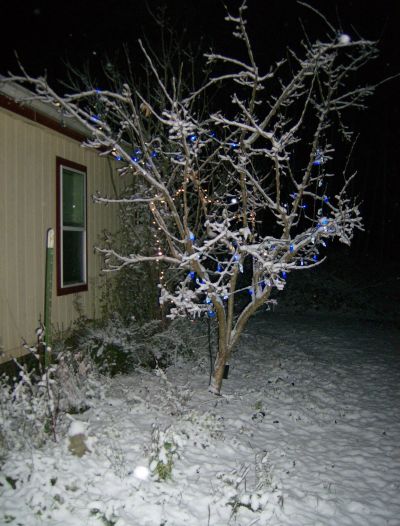 lights on the medlar