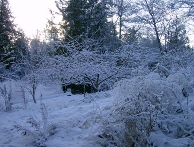 my plum tree covered in snow