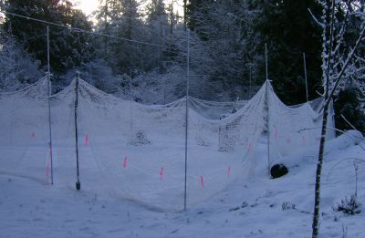 the netting that serves as fencing for the garden