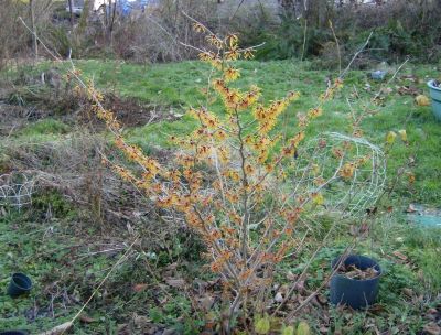 bright yellow and red flowers on the shrub near the door