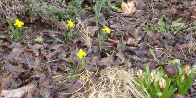 4 inch daffys emerge from leaf litter