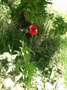 Red Poppy