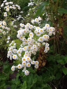 Feverfew