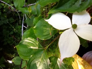 Korean Dogwood 