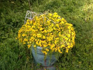 pot-of-gold