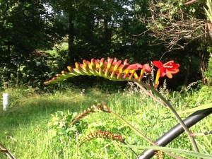 crocosmia "Lucifer"