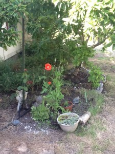 red poppy with white stamens near front door