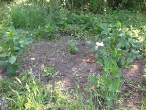 bare patch of soil with six dahlias