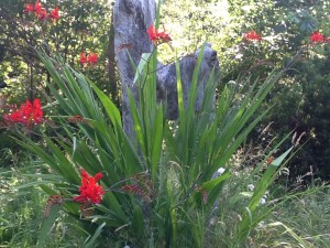 better view of crocosmia