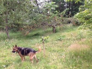 The obligatory Lucky picture, near the plum tree