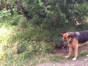 Lucky for scale, the weeds at the left are embedded and hiding one of the heathers