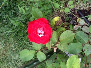 June 15, Rose by the front door