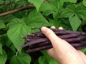 Purple beans, freshly picked