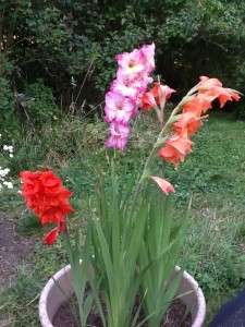 Red, pink and coral colored gladioli