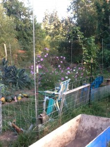 garden with harvested squash in a line, kale and cosmos, and chairs to sit in