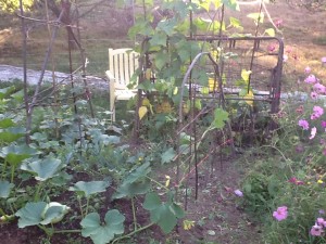 a living trellis of willow now free from peas, beans growing an old bed frame and a rampant squash in the foreground