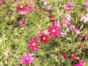 pink and purple cosmos, jumble of foliage