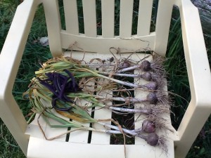 7 heads of garlic drying after harvest with a handful of green and purple beans on top