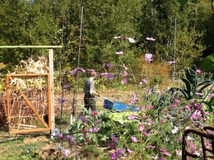 Stidkid walking past the veggie garden with wheelbarrow