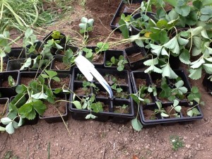 young plants in pots and flats ready for transplanting