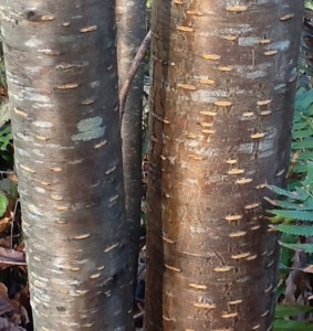 reddish-brown shiny bark with golden lenticels and light gray spots of thin lichen