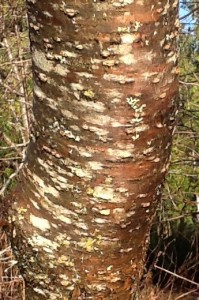 dark brown to reddish brown matte bark with white lichen splotches and green horned lichen