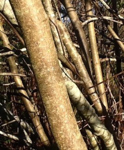 yellow-ochre bark with lighter flecks throughout