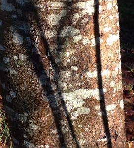 brown with greenish undertones, scaly texture, white and grey lichen patches