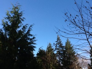 Blue sky with cedar on the left and chestnut branches on the right