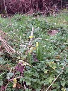 friday evening daffodils about to bloom