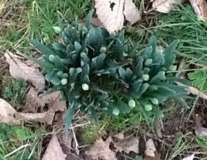 a clump of daffodils seen from above, buds only so far