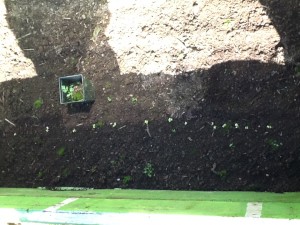 looking in at bok choi starting to grow in cold frame