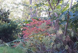 Yes, the bright red leaves are the blueberry!  It was LOADED this year, but the birds got them.  Next year...