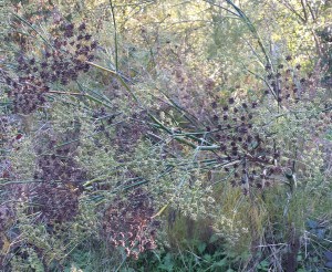 Dark brown, and bright green umbrels of the fennel plant.  They look like little fireworks, celebrating the harvest season.