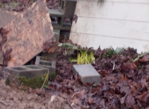 The bulbs are coming up between the wood scraps.  They are at the end of a gray cement block -- light greenish-yellow now, they will be dark green in another week and hopefully bloom in about two weeks after that!