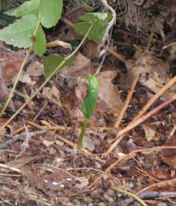 Babies don't look like much when they are new, but this small green shoot will develop into a lovely flower with at least a four-inch span in a few weeks.  I was so pleased to see her on the last day of February, and to notice the change from tightly-furled to gently opening by the first of March!