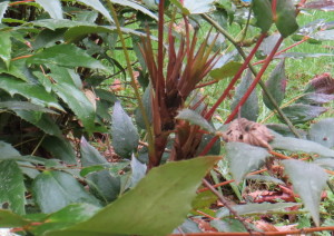 The new growth, almost feathery in the midst of the protective older foliage:  Oregon grape is designed to endure!