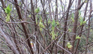 The drooping flowers, the bright green upright nascent leaves...  spring is on the way!