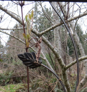 the clematis was damaged a little in moving its planter and arbor away from the house, but tenaciously and with great determination it held on...