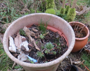 Planters that survived...  this one with succulents and possibly crocuses although they are late if they are.